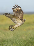 Image. Rotschulterbussard