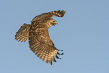 Image. Rotschulterbussard