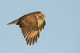 Image. Rotschulterbussard