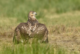 Image. Rotschulterbussard