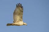 Image. Rotschulterbussard