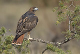 Image. Rotschulterbussard