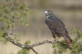 Image. Rotschulterbussard