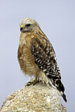 Image. Rotschulterbussard