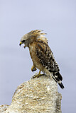 Image. Rotschulterbussard