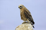 Image. Rotschulterbussard