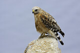 Image. Rotschulterbussard