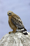 Image. Rotschulterbussard