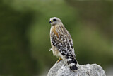 Image. Rotschulterbussard