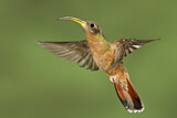 Image. Rotschwanz-Schattenkolibri