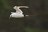 Image. Rotschwanz-Tropikvogel
