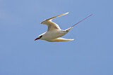 Image. Rotschwanz-Tropikvogel