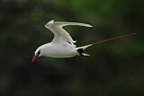 Image. Rotschwanz-Tropikvogel