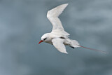 Image. Rotschwanz-Tropikvogel