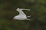 Image. Rotschwanz-Tropikvogel
