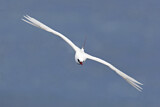 Image. Rotschwanz-Tropikvogel