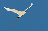 Image. Rotschwanz-Tropikvogel