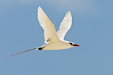 Image. Rotschwanz-Tropikvogel