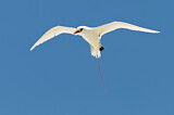 Image. Rotschwanz-Tropikvogel