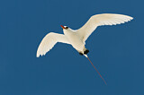 Image. Rotschwanz-Tropikvogel