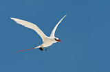 Image. Rotschwanz-Tropikvogel