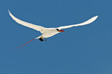 Image. Rotschwanz-Tropikvogel