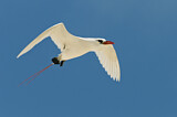 Image. Rotschwanz-Tropikvogel