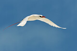 Image. Rotschwanz-Tropikvogel
