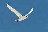 Image. Rotschwanz-Tropikvogel
