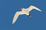 Image. Rotschwanz-Tropikvogel