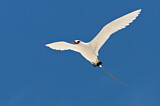 Image. Rotschwanz-Tropikvogel