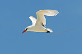 Image. Rotschwanz-Tropikvogel