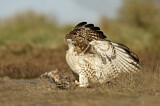 Image. Rotschwanzbussard