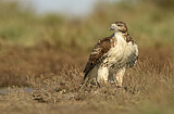 Image. Rotschwanzbussard