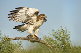 Image. Rotschwanzbussard