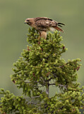 Image. Rotschwanzbussard