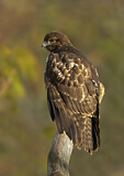 Image. Rotschwanzbussard