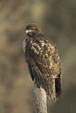 Image. Rotschwanzbussard