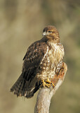 Image. Rotschwanzbussard