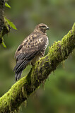 Image. Rotschwanzbussard