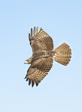 Image. Rotschwanzbussard