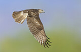 Image. Rotschwanzbussard