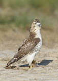 Image. Rotschwanzbussard