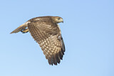 Image. Rotschwanzbussard