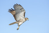 Image. Rotschwanzbussard