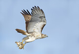 Image. Rotschwanzbussard