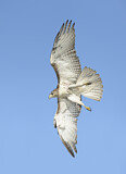 Image. Rotschwanzbussard