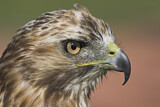 Image. Rotschwanzbussard