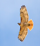 Image. Rotschwanzbussard