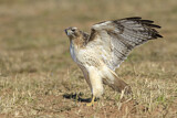 Image. Rotschwanzbussard